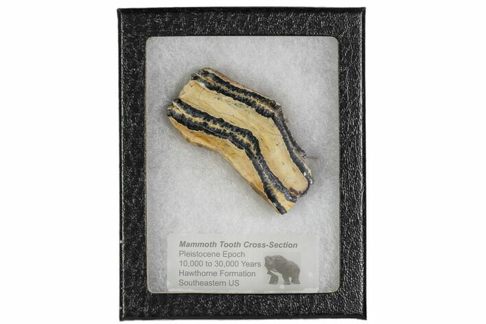 Mammoth Molar Slice With Case - South Carolina #106493